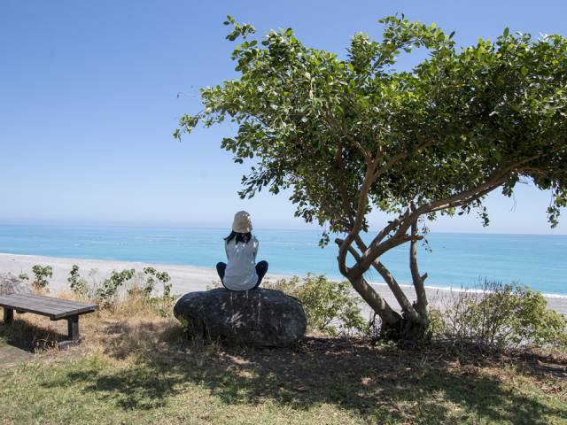 華源海灣:海邊的大樹與座椅
